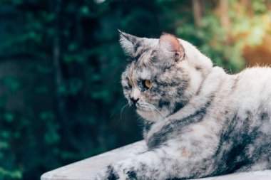 Kedi memeli bir hayvan türü ve evde beslenen hayvan çok şirin gri renk için oturup dinlenmek ve için ilgi ile seyir bir şey ile mutlu bir şey bekleme