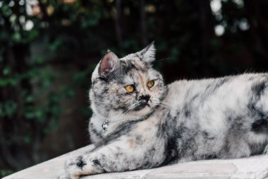 Kedi memeli bir hayvan türü ve evde beslenen hayvan çok şirin gri renk için oturup dinlenmek ve için ilgi ile seyir bir şey ile mutlu bir şey bekleme