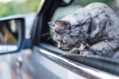 Bir memeli hayvan türü ve evde beslenen hayvan çok şirin gri renk seyahat etmek için bir araba beklemek içinde araba koltukta oturan kedi olduğunu