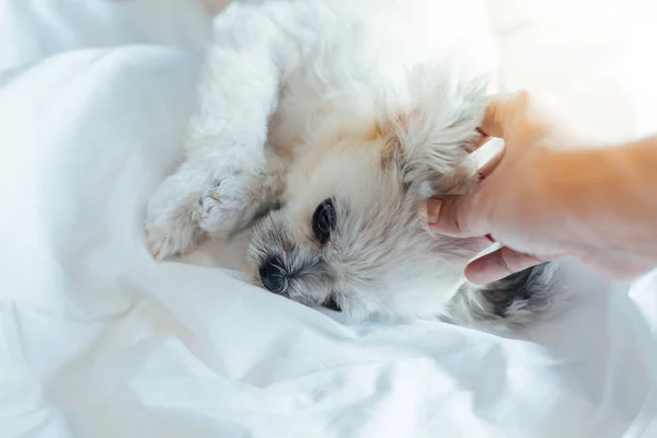 とてもかわいい犬混合犬種シーズー ポメラニアンやプードルに座って睡眠は 白いベールと自宅の寝室やホテルでベッドの上に興味を持って何かを見てベッドの上あります — ストック写真