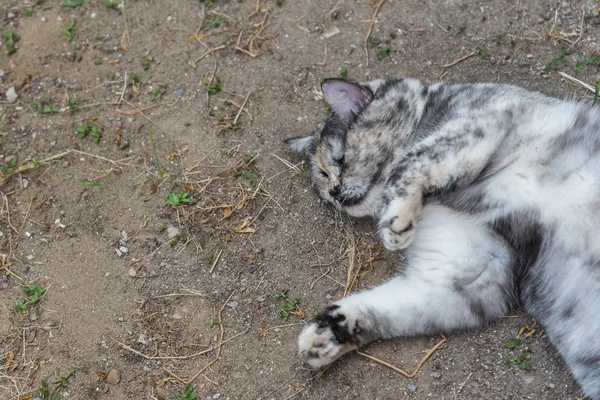 Gato Mamífero Tipo Animal Mascota Color Gris Tan Lindo Sentado — Foto de Stock