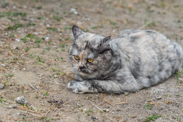 猫是一种动物类型的哺乳动物和宠物 所以可爱的灰色的颜色坐在放松和期待的东西有兴趣等待的东西与快乐 — 图库照片