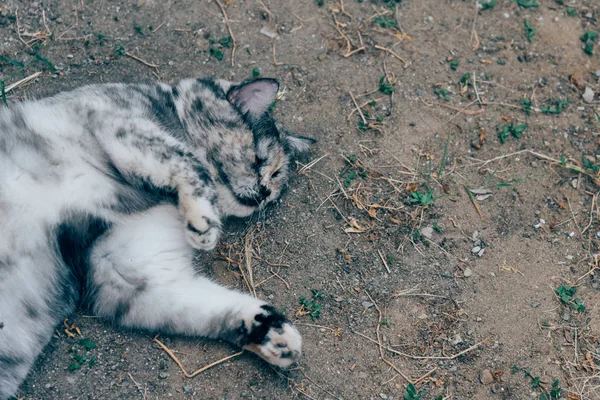 Kedi Memeli Bir Hayvan Türü Evde Beslenen Hayvan Çok Şirin — Stok fotoğraf