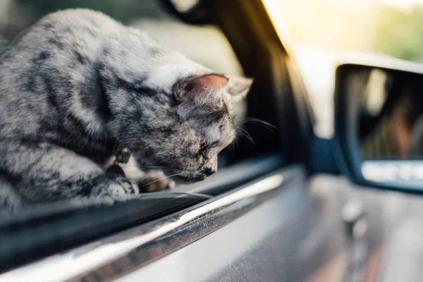 Gato Mamífero Tipo Animal Mascota Color Gris Tan Lindo Sentado —  Fotos de Stock