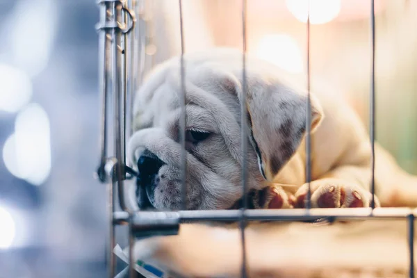 Cachorro Tan Lindo Durmiendo Esperando Solo Jaula Del Perro Tienda — Foto de Stock