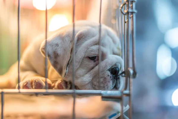 Cachorro Tan Lindo Durmiendo Esperando Solo Jaula Del Perro Tienda — Foto de Stock