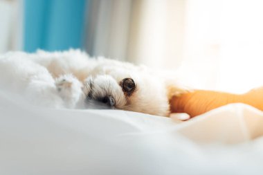 Çok sevimli köpek doğurmak Shih-Tzu ile karışık, Pomeranian ve oturan fino köpeği ya da uyku beyaz duvak ve ilgi ile yatak yatak odası evde veya otel seyir bir şey ile yatağa yatıyor