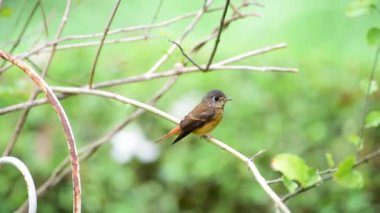 Kuş (Ferruginous sinekkapan, Muscicapa ferruginea) kahverengi şeker, turuncu ve kırmızı renk bir doğa vahşi, dağıtım nadir bir ağaç üzerinde tünemiş