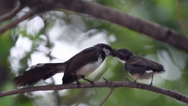 マレーシア ファンテイル Rhipidura 黒と白の色宙し 野生の自然の中の木の赤ちゃん鳥に給餌 — ストック動画