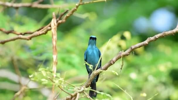 Bird Verditer Flycatcher Eumyias Thalassinus Blue All Areas Body Black — Stock Video