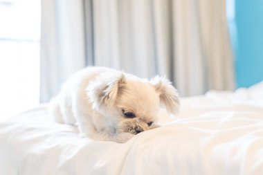 Çok sevimli köpek doğurmak Shih-Tzu ile karışık, Pomeranian ve oturan fino köpeği ya da uyku beyaz duvak ve ilgi ile yatak yatak odası evde veya otel seyir bir şey ile yatağa yatıyor