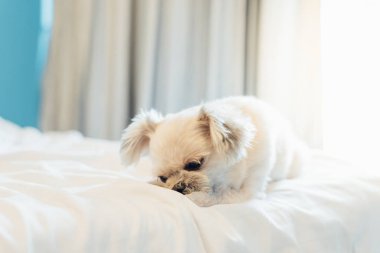 Çok sevimli köpek doğurmak Shih-Tzu ile karışık, Pomeranian ve oturan fino köpeği ya da uyku beyaz duvak ve ilgi ile yatak yatak odası evde veya otel seyir bir şey ile yatağa yatıyor