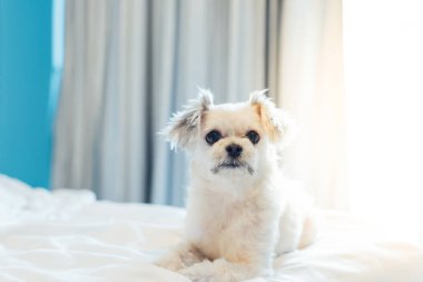 Çok sevimli köpek doğurmak Shih-Tzu ile karışık, Pomeranian ve oturan fino köpeği ya da uyku beyaz duvak ve ilgi ile yatak yatak odası evde veya otel seyir bir şey ile yatağa yatıyor