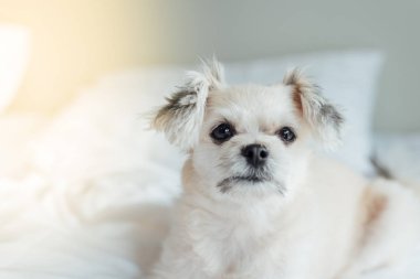 Çok sevimli köpek doğurmak Shih-Tzu ile karışık, Pomeranian ve oturan fino köpeği ya da uyku beyaz duvak ve ilgi ile yatak yatak odası evde veya otel seyir bir şey ile yatağa yatıyor