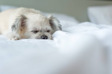 Çok sevimli köpek doğurmak Shih-Tzu ile karışık, Pomeranian ve oturan fino köpeği ya da uyku beyaz duvak ve ilgi ile yatak yatak odası evde veya otel seyir bir şey ile yatağa yatıyor