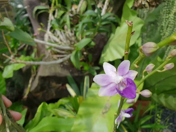 Fiore Orchidaceae Fiore Del Orchid Viola Viola Colore Bianco Rosa — Foto Stock