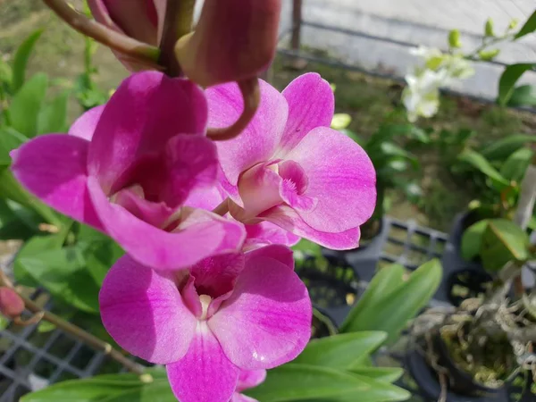 Flor Orchidaceae Flor Orquídea Cor Roxa Violeta Branca Rosa Flores — Fotografia de Stock