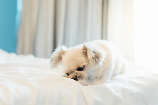 Cane Così Carino Razza Mista Con Shih Tzu Pomerania Poodle — Foto Stock