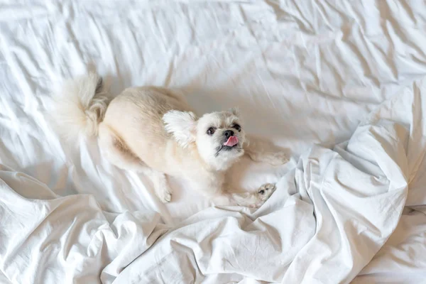 Cão Tão Bonito Misto Raça Com Shih Tzu Pomeranian Poodle — Fotografia de Stock