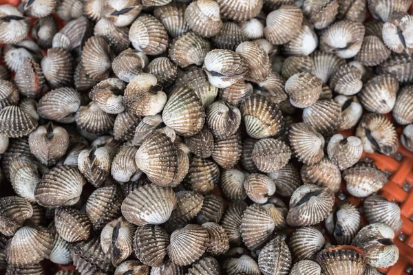 Vongole Fresche Cockles Mare Crudo Vendita Mercato Dei Frutti Mare — Foto Stock