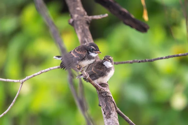 Dva Ptáci Malajský Pied Fantail Rhipidura Javanica Černé Bílé Barvy — Stock fotografie