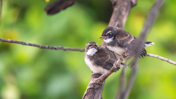 Dos Pájaros Malaysian Pied Fantail Rhipidura Javanica Color Blanco Negro —  Fotos de Stock