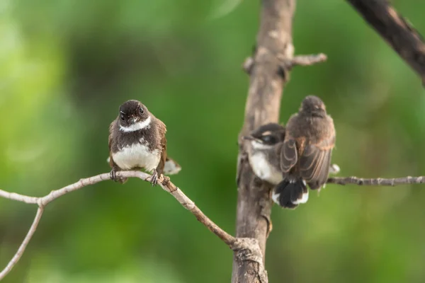 Δύο Πουλιά Μαλαισίας Pied Fantail Rhipidura Javanica Μαύρο Και Άσπρο — Φωτογραφία Αρχείου