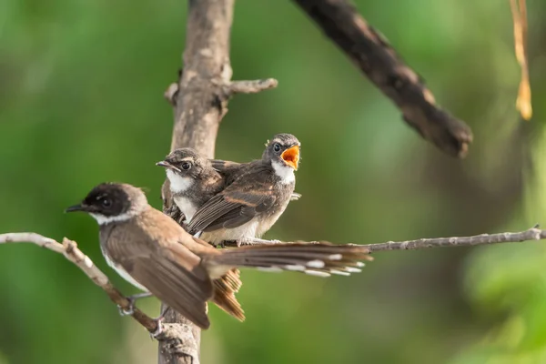 Dos Pájaros Malaysian Pied Fantail Rhipidura Javanica Color Blanco Negro — Foto de Stock