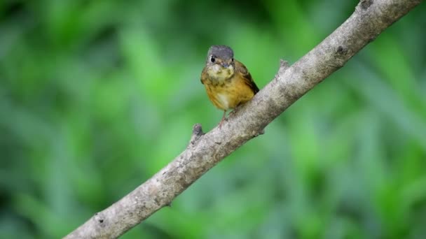 Cukier Brązowy Ptak Leśnica Flycatcher Muscicapa Rdzawa Kolor Pomarańczowy Czerwony — Wideo stockowe