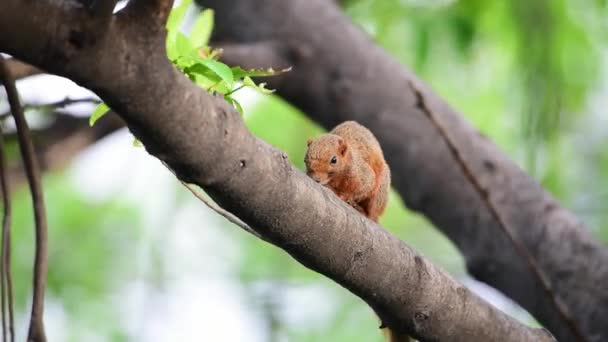 Esquilo Animal Mamífero Membro Família Sciuridae Cor Marrom Vermelha Uma — Vídeo de Stock