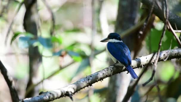 Pássaro Rei Pescador Rei Pescador Colarinho Branco Cor Azul Colarinho — Vídeo de Stock