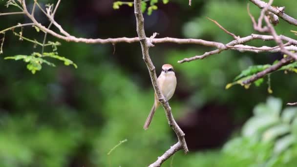 Ptak Dzierzba Brązowa Lanius Cristatus Głównie Brązowy Górnej Części Ogon — Wideo stockowe