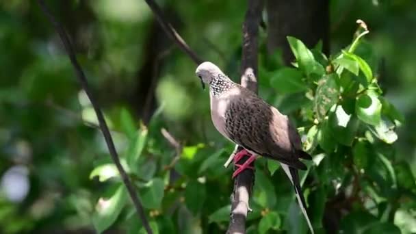 野生の自然の木に腰掛け鳥 ハトや曖昧さ回避 ハトとハト — ストック動画