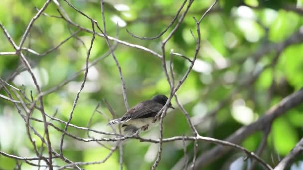 Pták Malajský Pied Fantail Rhipidura Javanica Černé Bílé Barvy Sedí — Stock video