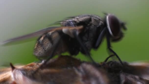 Macro Moscas Mosca Inseto Perto Chão Natureza — Vídeo de Stock