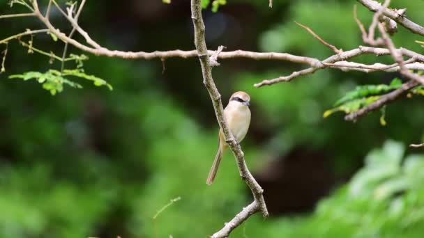 Pássaro Brown Shrike Lanius Cristatus Principalmente Marrom Nas Partes Superiores — Vídeo de Stock