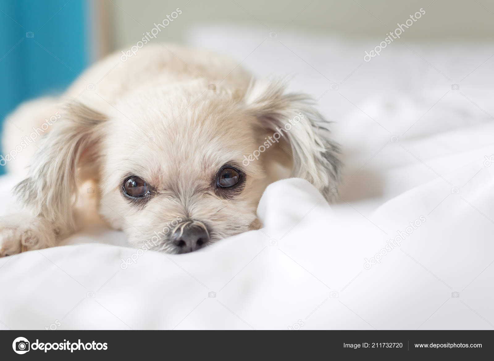 Trop Mignon Images Libres De Droit Photos De Trop Mignon Depositphotos