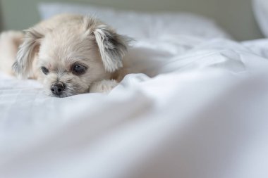Çok sevimli köpek doğurmak Shih-Tzu ile karışık, Pomeranian ve oturan fino köpeği ya da uyku beyaz duvak ve ilgi ile yatak yatak odası evde veya otel seyir bir şey ile yatağa yatıyor
