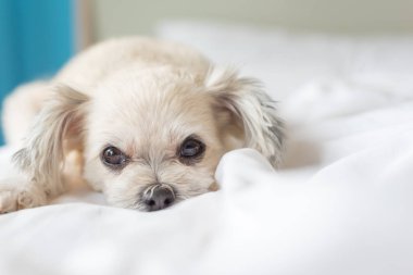 Çok sevimli köpek doğurmak Shih-Tzu ile karışık, Pomeranian ve oturan fino köpeği ya da uyku beyaz duvak ve ilgi ile yatak yatak odası evde veya otel seyir bir şey ile yatağa yatıyor