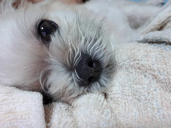 とてもかわいい犬混合犬種シーズー ポメラニアンやプードルに座って睡眠は 白いベールと自宅の寝室やホテルでベッドの上に興味を持って何かを見てベッドの上あります — ストック写真