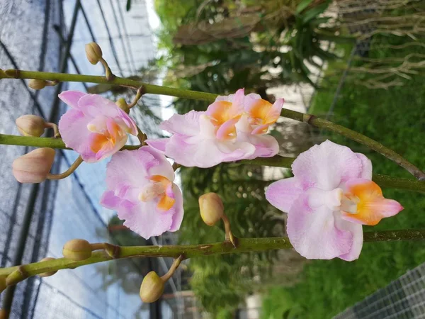 Kwiat Orchidaceae Lub Kwiat Orchidei Fioletowy Fioletowy Biały Różowy Kolor — Zdjęcie stockowe