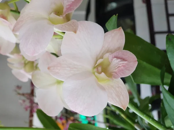 Fiore Orchidaceae Fiore Del Orchid Viola Viola Colore Bianco Rosa — Foto Stock