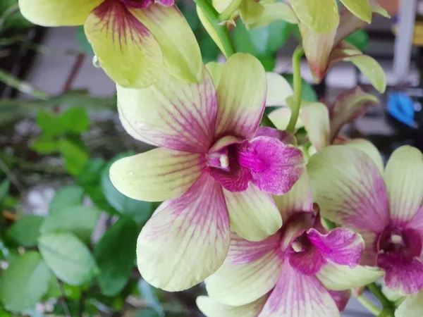 Fleur Orchidaceae Fleur Orchidée Pourpre Violet Blanc Rose Fleurs Naturellement — Photo