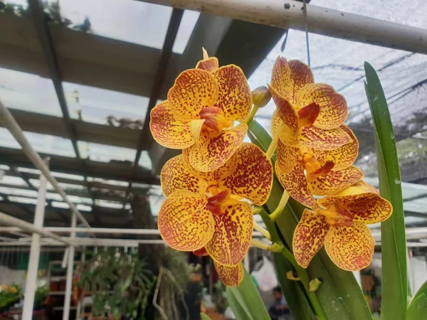 Kwiat Orchidaceae Lub Kwiat Orchidei Fioletowy Fioletowy Biały Różowy Kolor — Zdjęcie stockowe