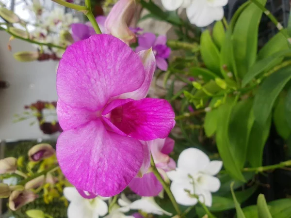 Μωβ Βιολετί Άσπρο Και Ροζέ Χρώμα Λουλουδιών Orchidaceae Ορχιδέα Λουλούδι — Φωτογραφία Αρχείου
