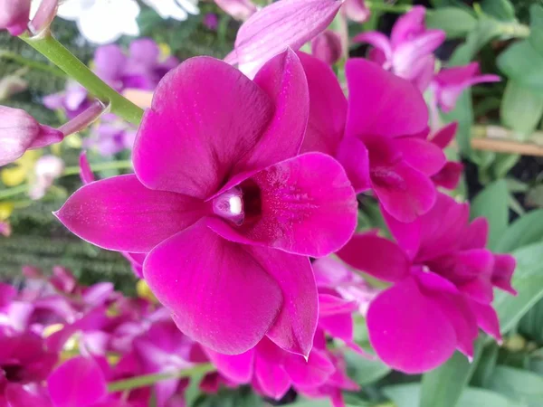 Цветок Орхидеевые Орхидеи Цветок Фиолетовый Фиолетовый Белый Розовый Цвета Естественно — стоковое фото