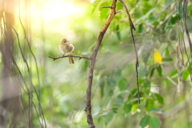 Bir ağaç vahşi doğada kuş (çizgi kulaklı Bülbül, Pycnonotus blanfordi) kahverengi renk tünemiş
