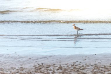 (Daha fazla kum cılıbıt, Charadrius leschenaultii) kuşlar vahşi doğada bir denizde cılıbıt ailesinin küçük bir wader kuştur