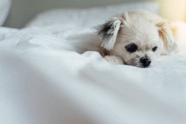 Çok sevimli köpek doğurmak Shih-Tzu ile karışık, Pomeranian ve oturan fino köpeği ya da uyku beyaz duvak ve ilgi ile yatak yatak odası evde veya otel seyir bir şey ile yatağa yatıyor