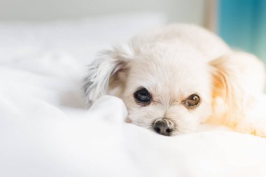 Çok sevimli köpek doğurmak Shih-Tzu ile karışık, Pomeranian ve oturan fino köpeği ya da uyku beyaz duvak ve ilgi ile yatak yatak odası evde veya otel seyir bir şey ile yatağa yatıyor